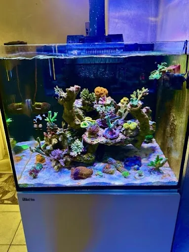 Vendita di coralli molli a Varese